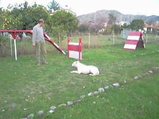 DOGO ARGENTİNO İLERİ İTAAT MURAT KOÇOĞLU