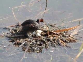 un grèbe castagneux sur son nid