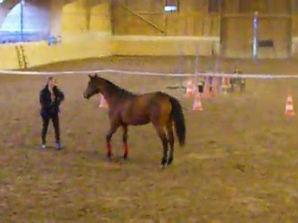 démonstrastion éthologie fête de noël partie à pieds