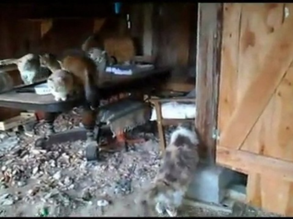 LES CHATS DE BERNADETTE