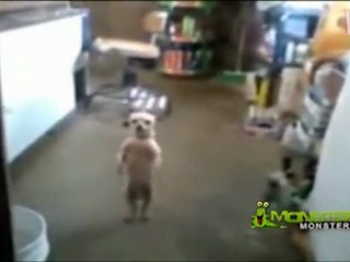 Dog dances better than your girlfriend. Although he has probably been snorting a lot of coke. - TMF