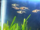 30x30x30 Bitkili karides Katil salyangoz rasbora