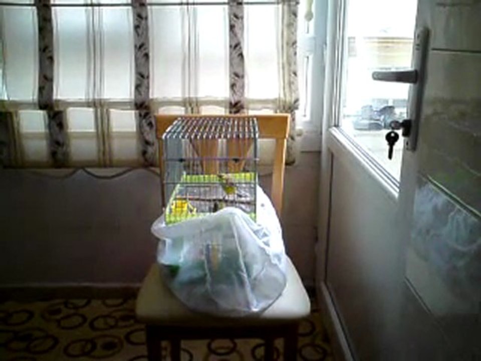 Mozambik-Kanarya MELEZİ