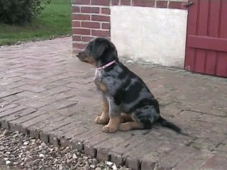 femelle rose 7ème semaine