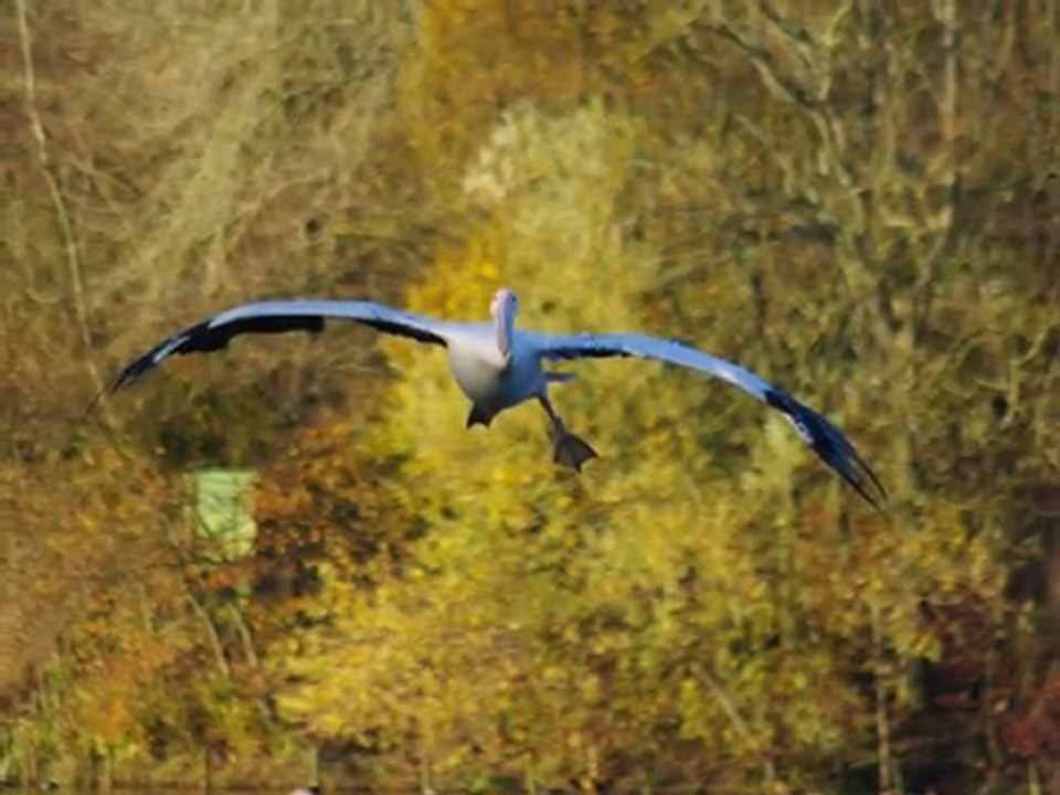 Parc des Oiseaux