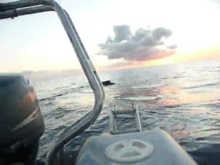 juliealareunion baleines de très près ...