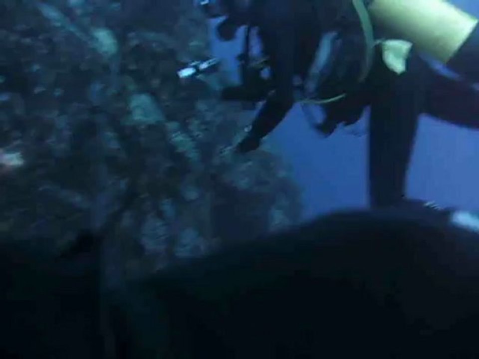 pointe au sel st leu , d'enormes banc de poissons !!