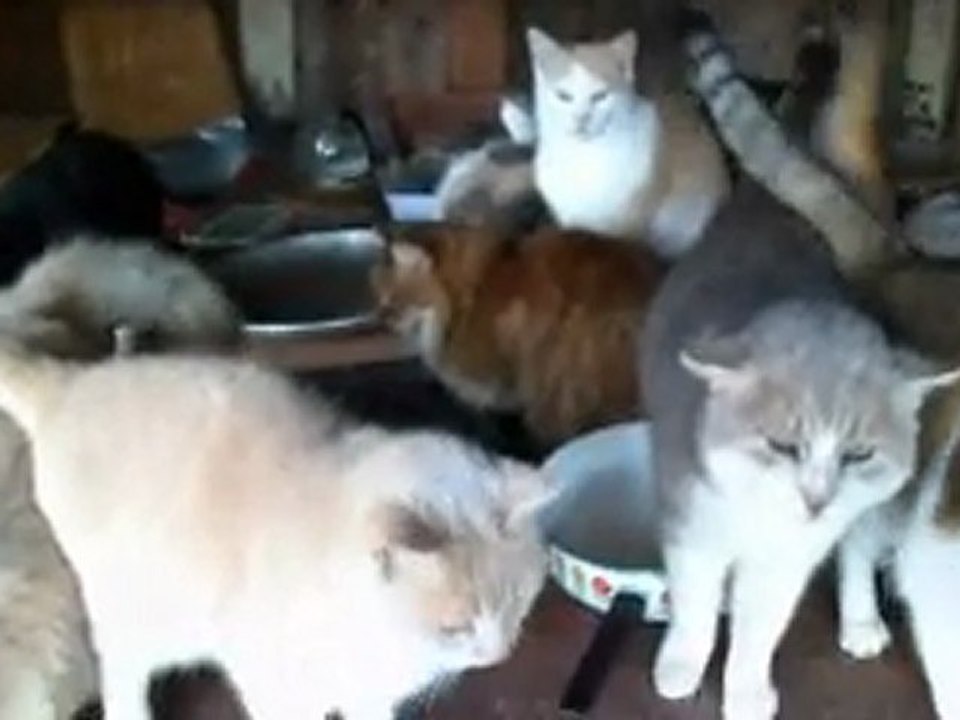 Vanille et ses hôtes de La Moutonne - 17 déc.2011