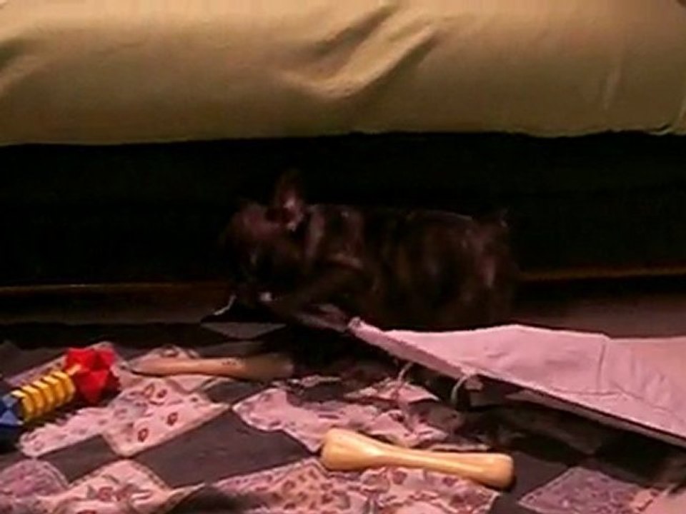 GUS et GAYLA en pleine forme :)