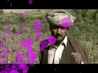 DOG MARTINO  MORTON KOOPA QUON SE LE DISE - (480 x 360)