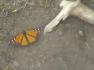 Meksika Michoacan Kelebekler Diyarı 2