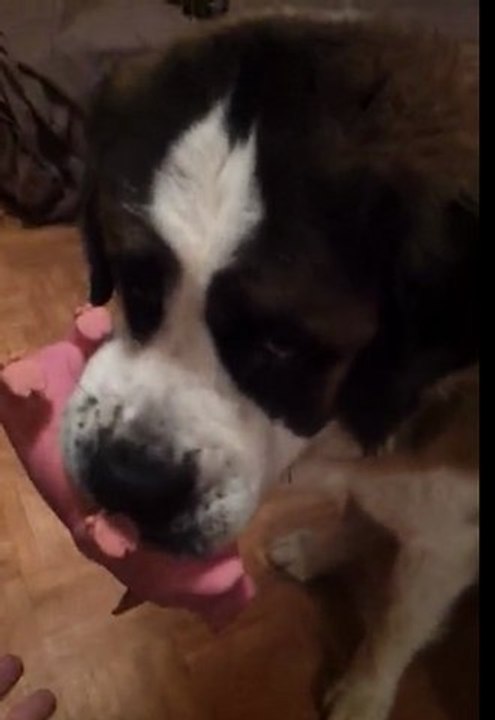 mon loulou et pouic pouic