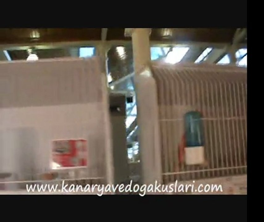 2011  Türkiye Finali - Renk Kanaryaları