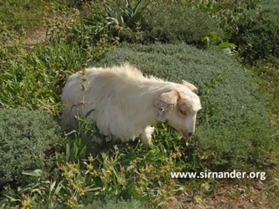 Mahir ELVERİŞLİ Fotoğrafları ile ŞİRNAN