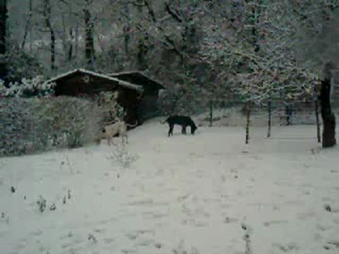 Les chiennes et la neige chez les Fortuna Majeur