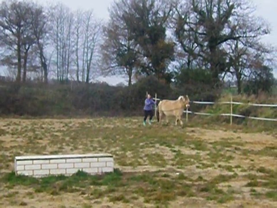 didine longues renes