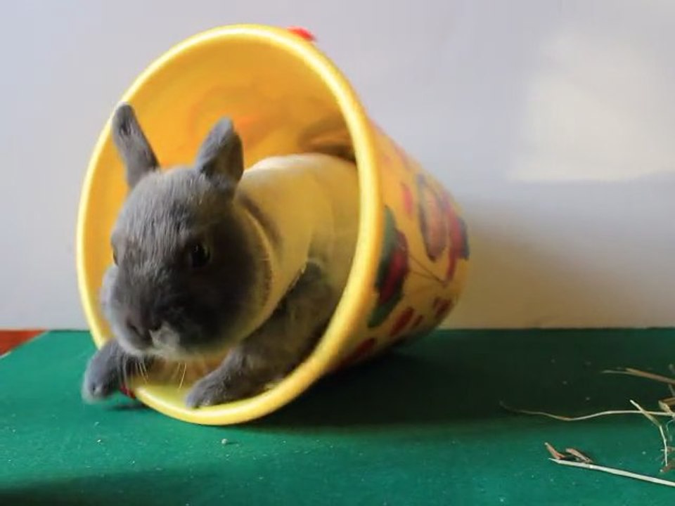 Un pull pour son ROBBY lapin nain