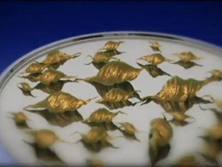 TV3 - La Marató 2011 - En què es basa la teràpia cel·lular?