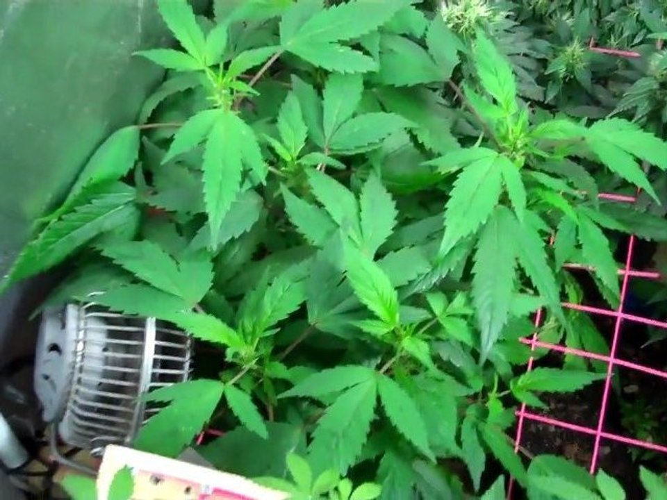 Day 63 Flowering  & The Harvest Has Begun!! } -)