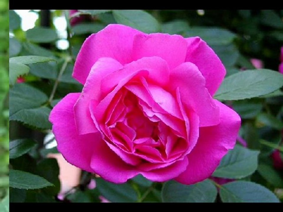 AŞKA GÖNÜL VERMEM AŞKA İNANMAN