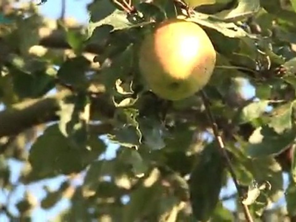 Journée de la Pomme