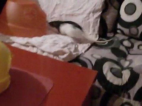 Yela et Bebop font les fous