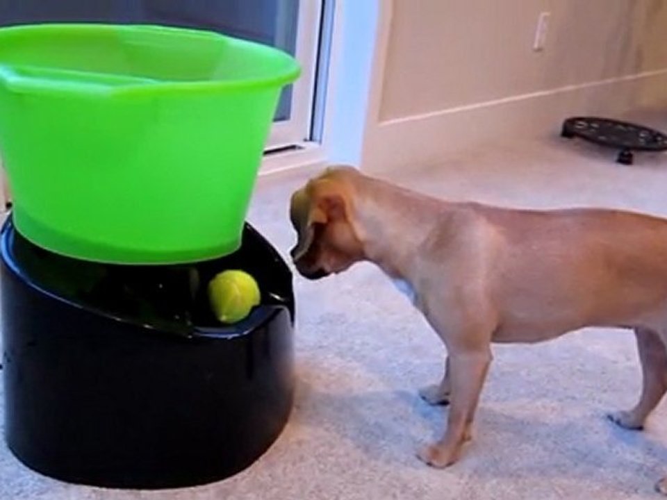 Doggie Launcher 2