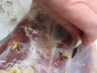 R7 Mouton Haricots V3 musik