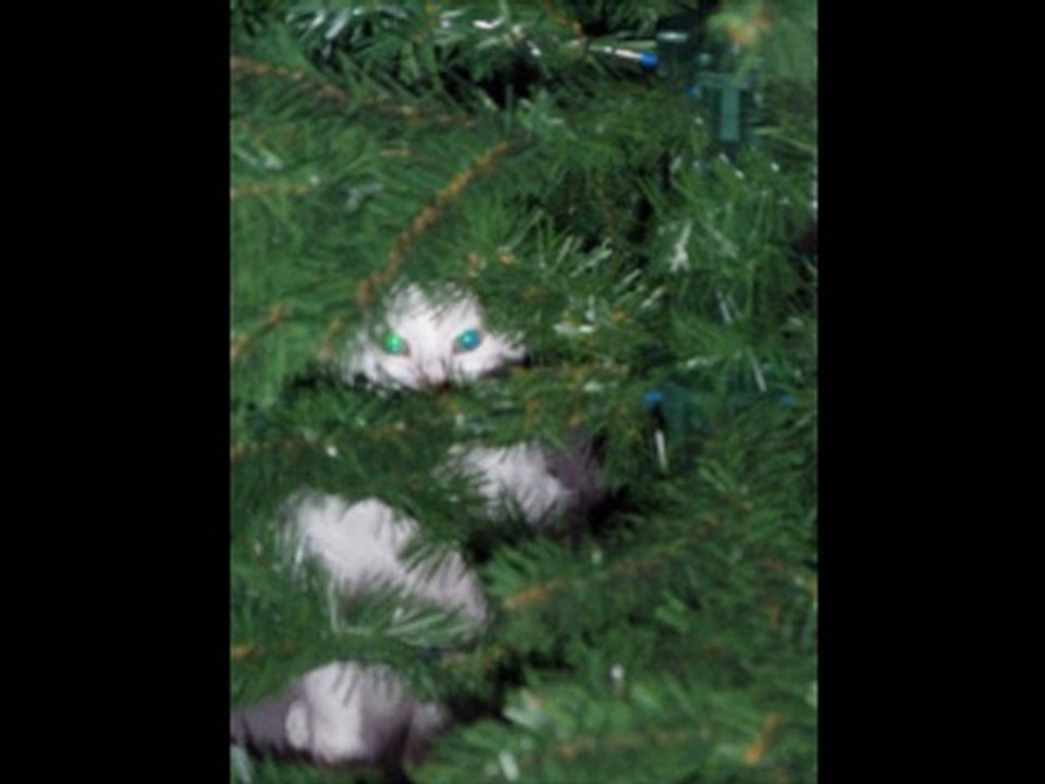 Noel