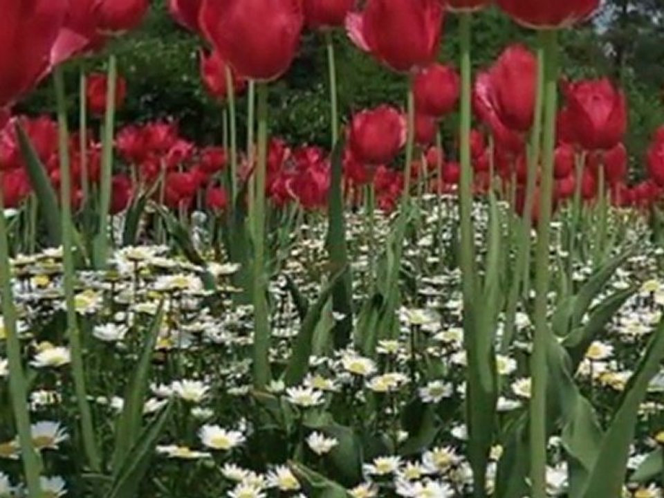 İLKAY AKKAYA - BİR YANIM