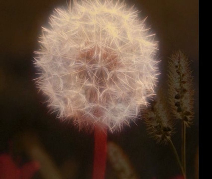 Friends (by) tomcat68