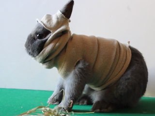 Il faut mettre ton pull et ta cagoule ROBBY pour sortir (Robby le lapin nain à la mode)