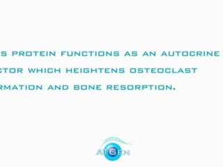 Annexin A2 Recombinant Protein