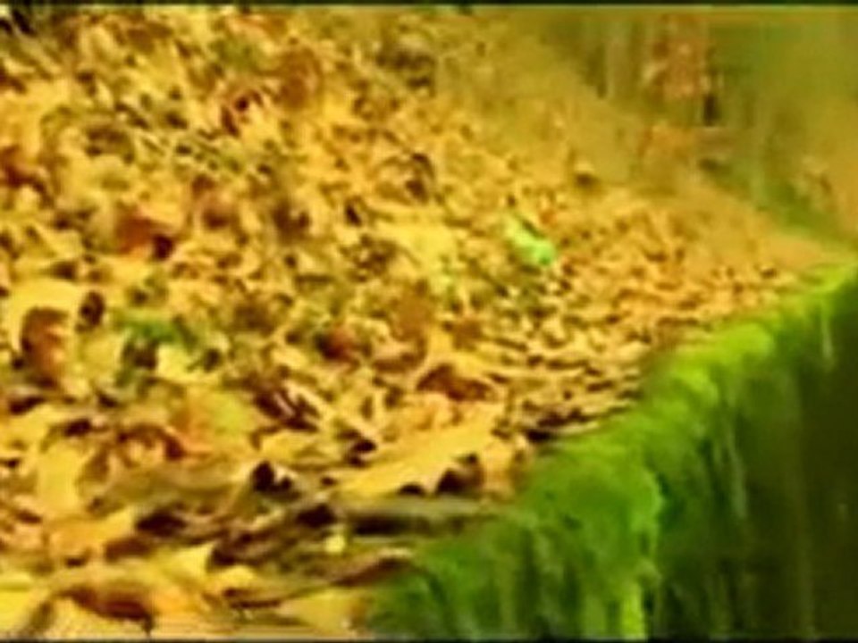 Mehmet Can - Evin - @ MEHMET ALİ ARSLAN Grup 2011- 2012 videoları kürtçe müzik dinle