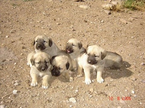 YOZGAT YERKÖY TERZİLİ KÖYÜ 2012