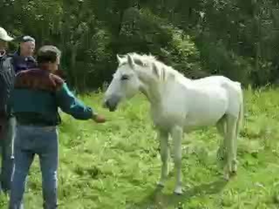 chevaux du lac