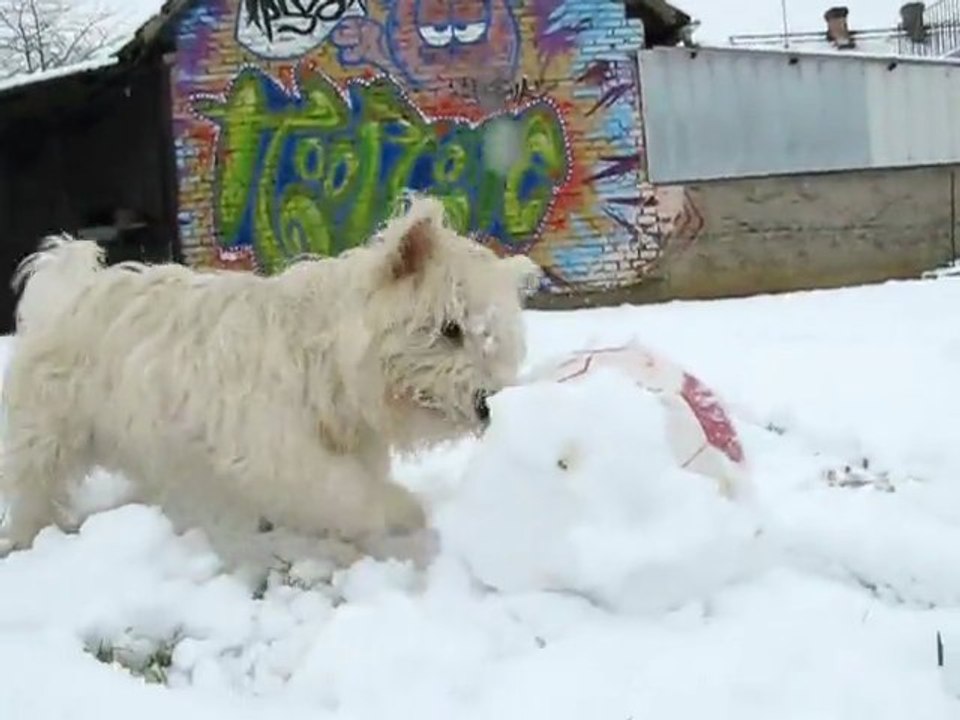 Petit Filou dans la neige