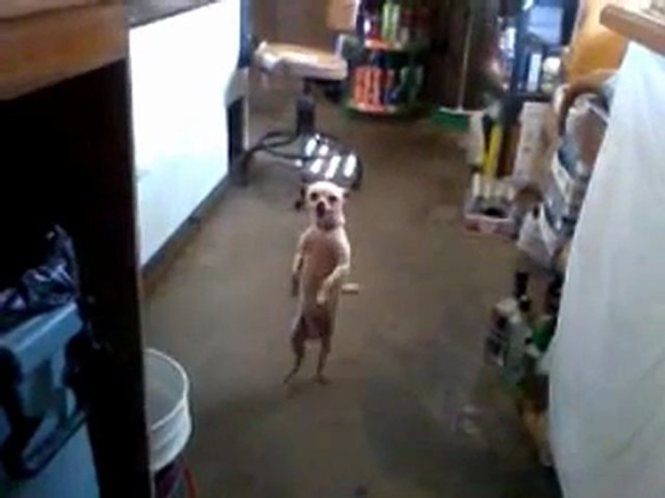 Stuart-the-lonely-dog-small