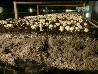 Mantar Üretimi Nasıl Yapılır