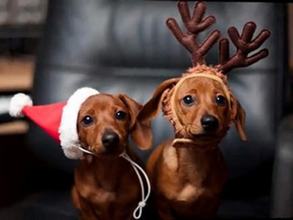 Regalo