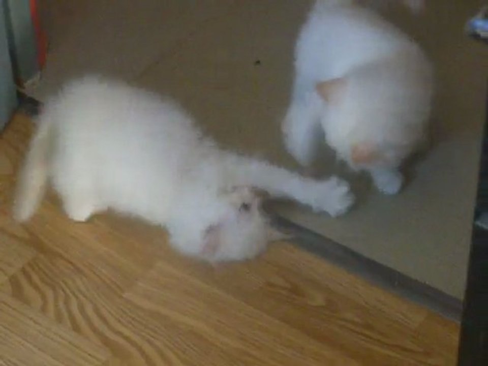 chatons