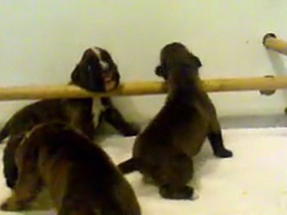 CHIOTS BOXER 8 ET 12 JOURS