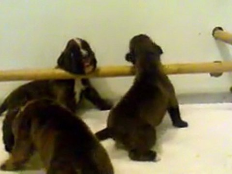 CHIOTS BOXER 8 ET 12 JOURS