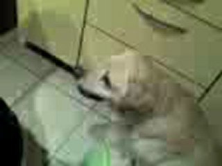 Chien de Race : Labrador Retriver(Pataud 4)