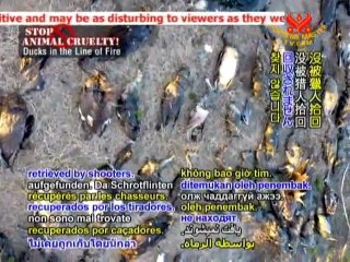 STOP ANIMAL CRUELTY: Ducks in the Line of Fire