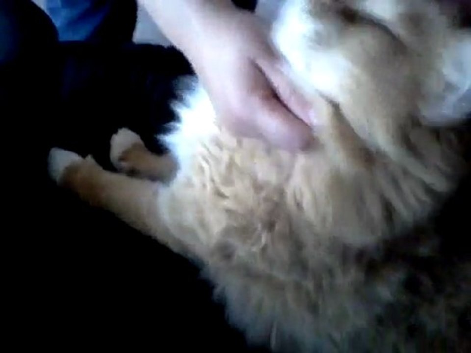 Happy Funny Talking Cat - Cute