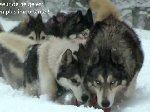 Raid chiens de traîneau décembre 2011