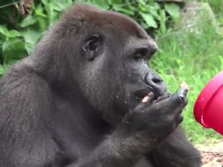 Presents all round for animals at Sydney zoo
