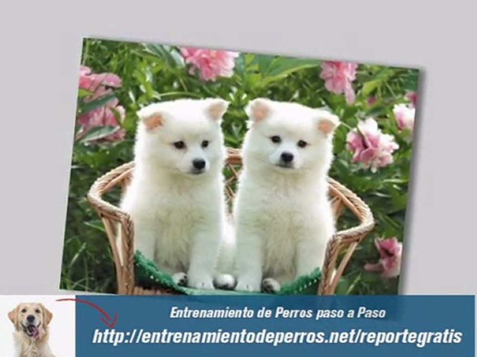 Curso de Adiestramiento Canino : Entrenamiento de Perros