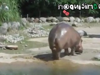 NAQUISIMO.COM - Un Hipopótamo que te sorprendera